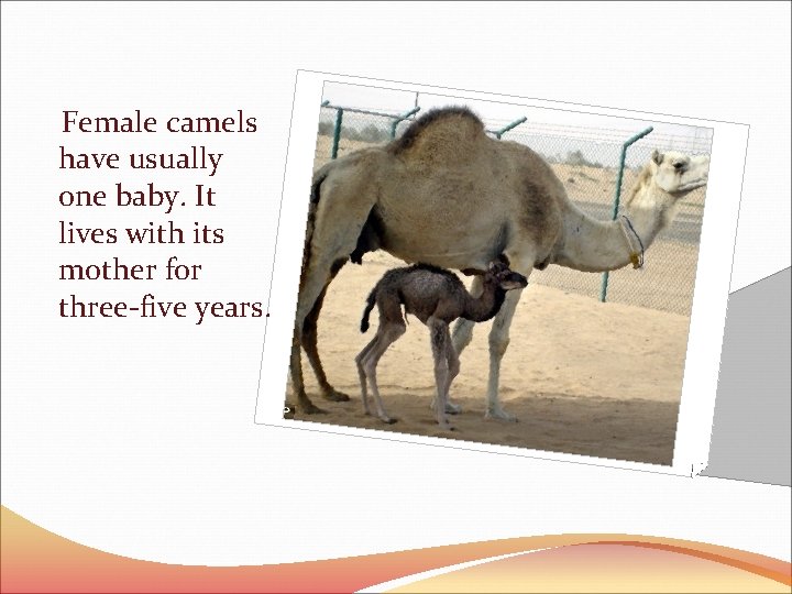 Female camels have usually one baby. It lives with its mother for three-five years.