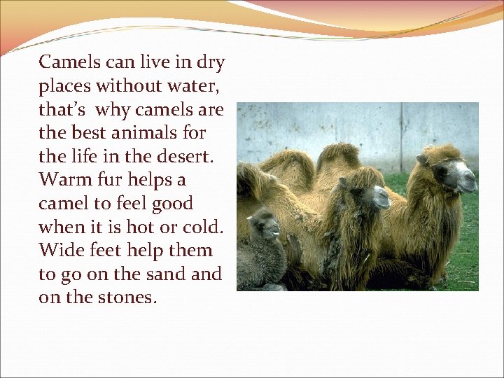 Camels can live in dry places without water, that’s why camels are the best