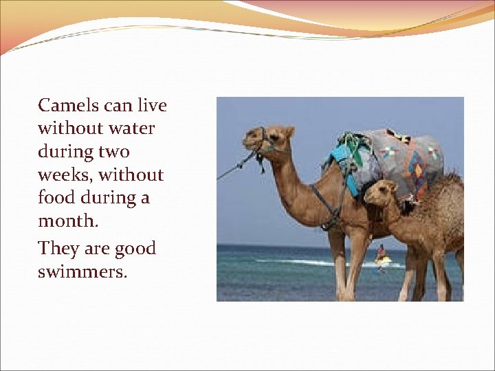 Camels can live without water during two weeks, without food during a month. They