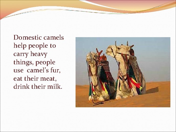 Domestic camels help people to carry heavy things, people use camel’s fur, eat their