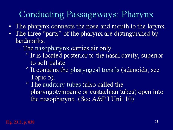 Conducting Passageways: Pharynx • The pharynx connects the nose and mouth to the larynx.