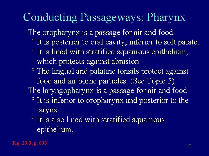 Conducting Passageways: Pharynx – The oropharynx is a passage for air and food. °