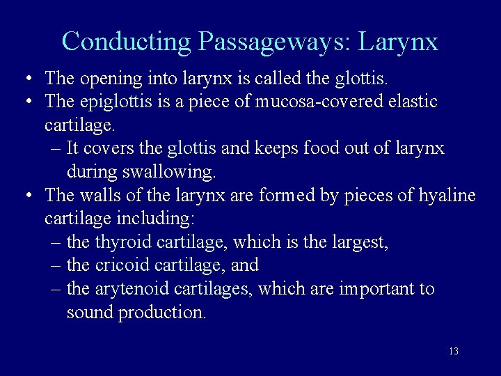 Conducting Passageways: Larynx • The opening into larynx is called the glottis. • The