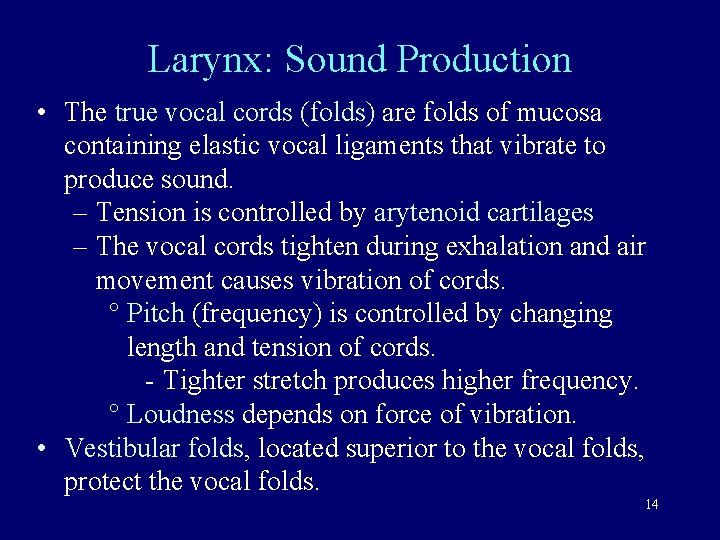 Larynx: Sound Production • The true vocal cords (folds) are folds of mucosa containing