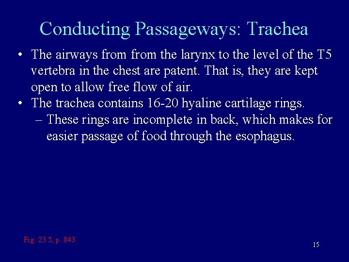 Conducting Passageways: Trachea • The airways from the larynx to the level of the