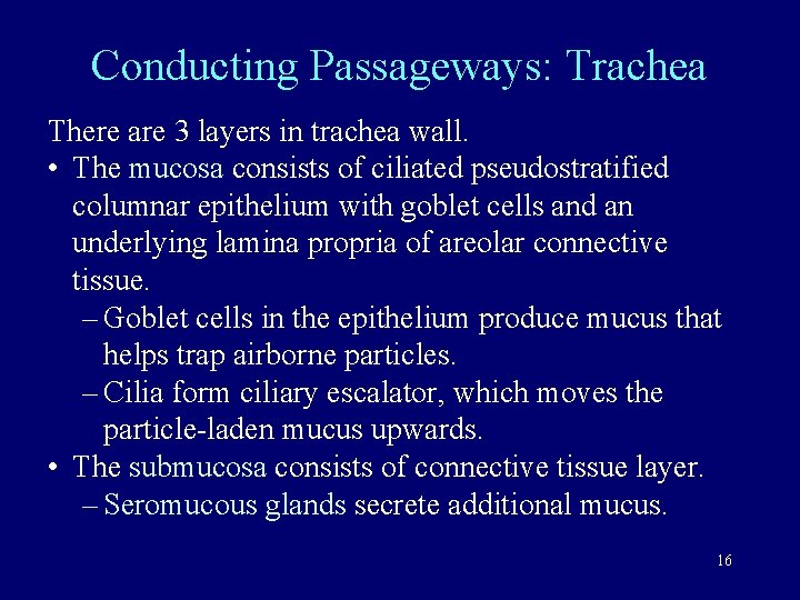 Conducting Passageways: Trachea There are 3 layers in trachea wall. • The mucosa consists