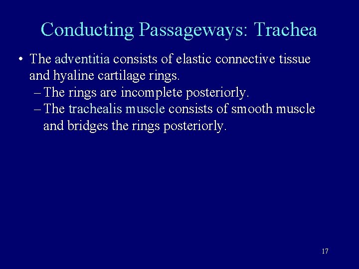 Conducting Passageways: Trachea • The adventitia consists of elastic connective tissue and hyaline cartilage