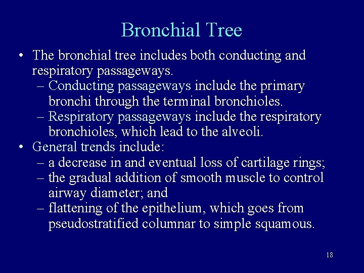 Bronchial Tree • The bronchial tree includes both conducting and respiratory passageways. – Conducting