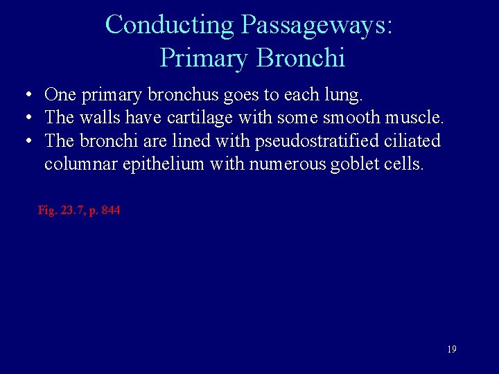 Conducting Passageways: Primary Bronchi • One primary bronchus goes to each lung. • The