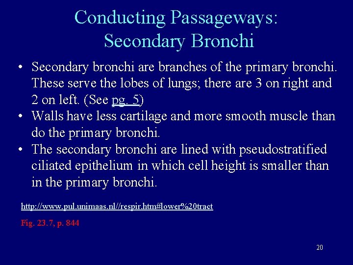 Conducting Passageways: Secondary Bronchi • Secondary bronchi are branches of the primary bronchi. These