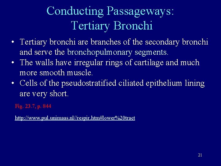 Conducting Passageways: Tertiary Bronchi • Tertiary bronchi are branches of the secondary bronchi and