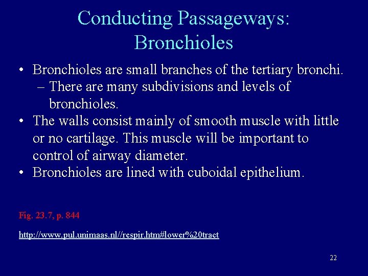 Conducting Passageways: Bronchioles • Bronchioles are small branches of the tertiary bronchi. – There