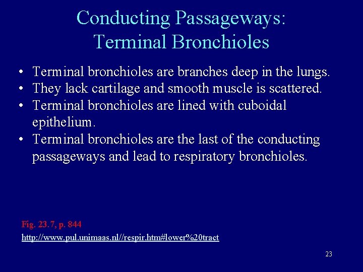 Conducting Passageways: Terminal Bronchioles • Terminal bronchioles are branches deep in the lungs. •