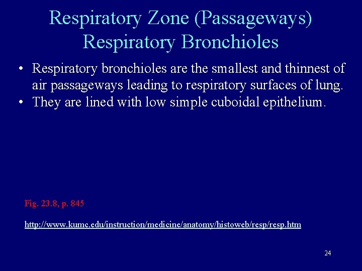 Respiratory Zone (Passageways) Respiratory Bronchioles • Respiratory bronchioles are the smallest and thinnest of