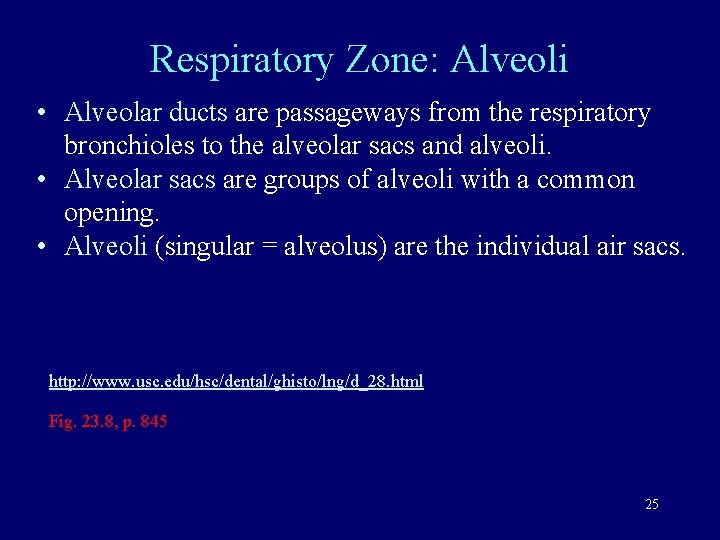 Respiratory Zone: Alveoli • Alveolar ducts are passageways from the respiratory bronchioles to the