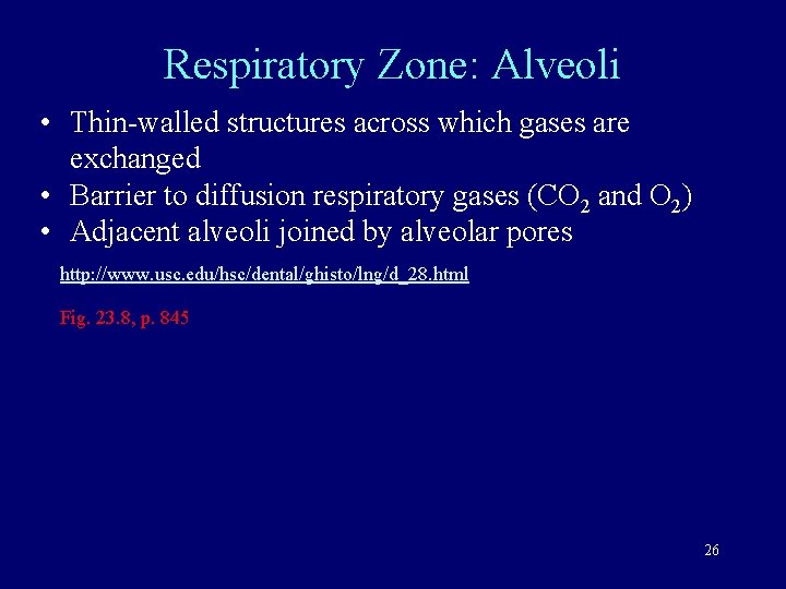 Respiratory Zone: Alveoli • Thin-walled structures across which gases are exchanged • Barrier to