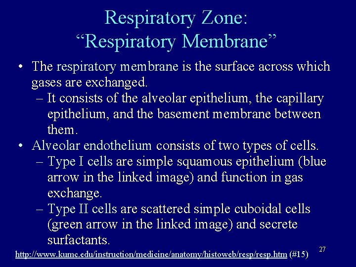 Respiratory Zone: “Respiratory Membrane” • The respiratory membrane is the surface across which gases