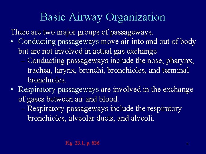 Basic Airway Organization There are two major groups of passageways. • Conducting passageways move