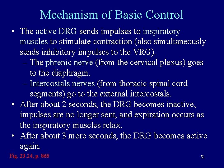 Mechanism of Basic Control • The active DRG sends impulses to inspiratory muscles to