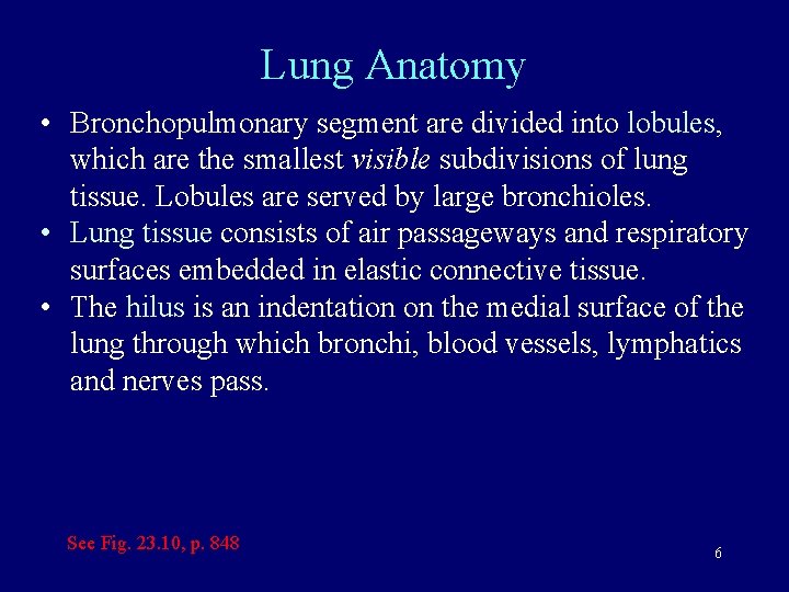 Lung Anatomy • Bronchopulmonary segment are divided into lobules, which are the smallest visible