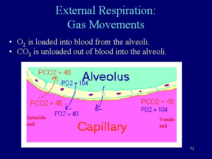 External Respiration: Gas Movements • O 2 is loaded into blood from the alveoli.