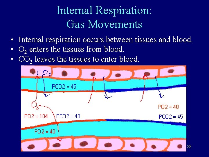 Internal Respiration: Gas Movements • Internal respiration occurs between tissues and blood. • O