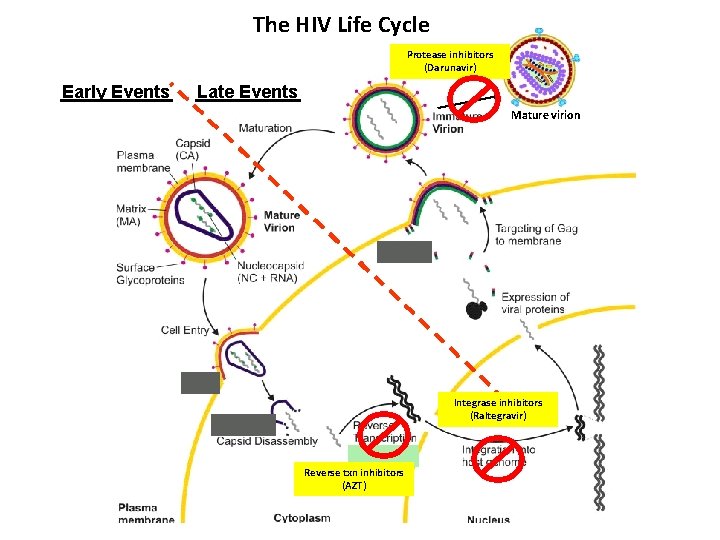 The HIV Life Cycle Protease inhibitors (Darunavir) Early Events Late Events Mature virion Integrase