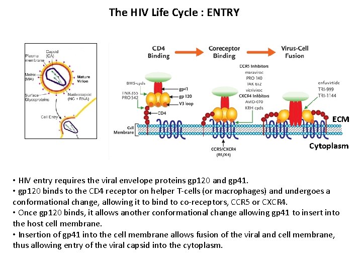 The HIV Life Cycle : ENTRY ECM Cytoplasm • HIV entry requires the viral