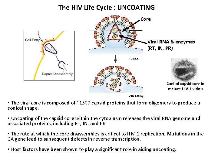 The HIV Life Cycle : UNCOATING Core Viral RNA & enzymes (RT, IN, PR)