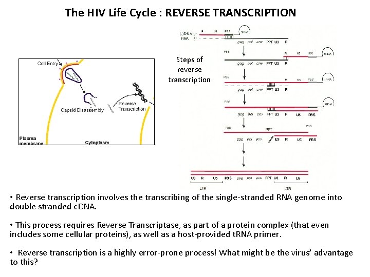 The HIV Life Cycle : REVERSE TRANSCRIPTION Steps of reverse transcription • Reverse transcription