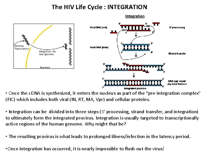 The HIV Life Cycle : INTEGRATION • Once the c. DNA is synthesized, it