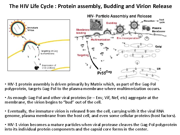 The HIV Life Cycle : Protein assembly, Budding and Virion Release • HIV-1 protein