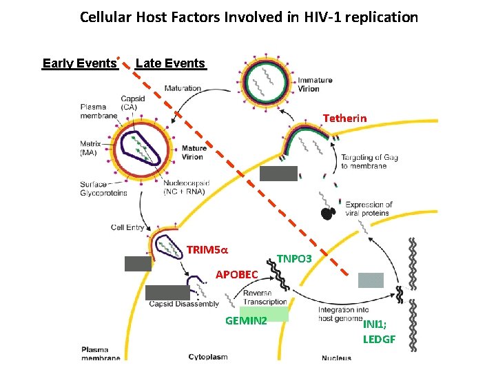 Cellular Host Factors Involved in HIV-1 replication Early Events Late Events Tetherin TRIM 5α