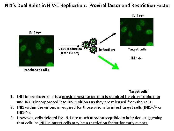 INI 1’s Dual Roles in HIV-1 Replication: Proviral factor and Restriction Factor INI 1+/+