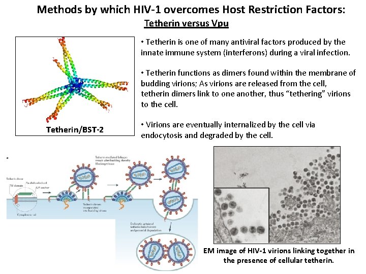 Methods by which HIV-1 overcomes Host Restriction Factors: Tetherin versus Vpu • Tetherin is