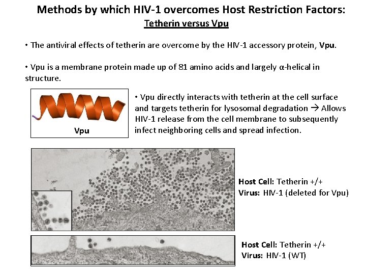 Methods by which HIV-1 overcomes Host Restriction Factors: Tetherin versus Vpu • The antiviral