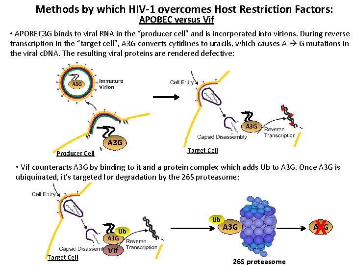 Methods by which HIV-1 overcomes Host Restriction Factors: APOBEC versus Vif • APOBEC 3