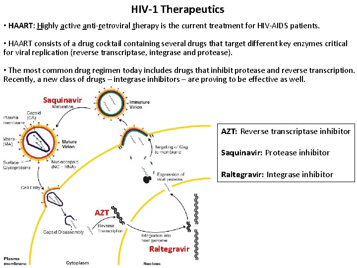 HIV-1 Therapeutics • HAART: Highly active anti-retroviral therapy is the current treatment for HIV-AIDS