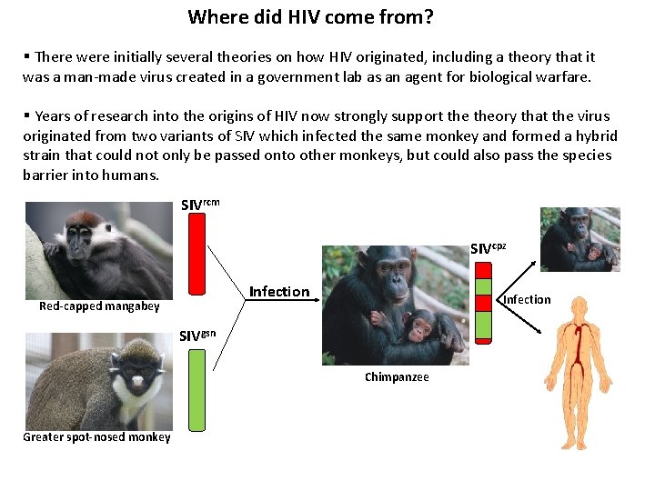 Where did HIV come from? § There were initially several theories on how HIV