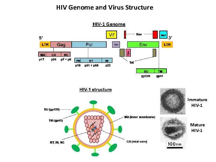 HIV Genome and Virus Structure HIV-1 Genome Immature HIV-1 Mature HIV-1 