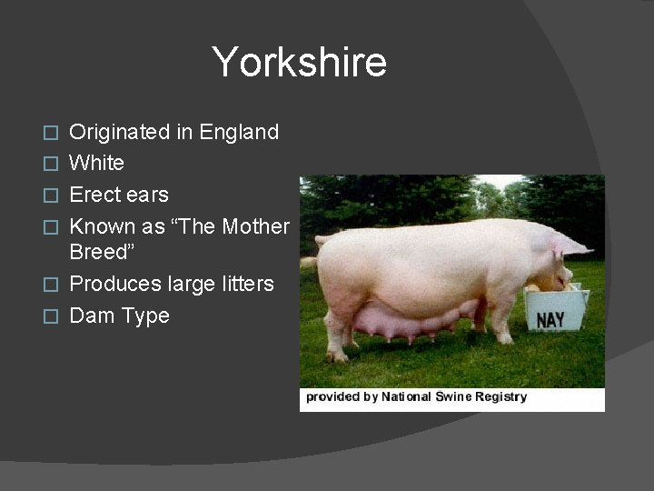 Yorkshire � � � Originated in England White Erect ears Known as “The Mother