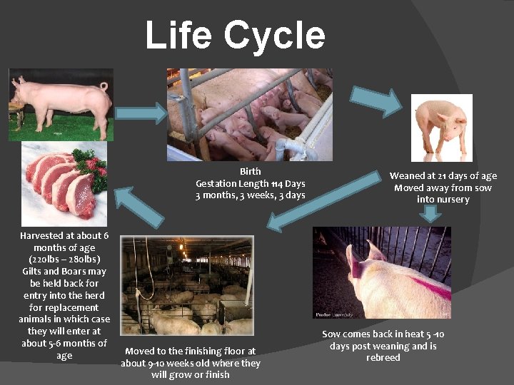 Life Cycle Birth Gestation Length 114 Days 3 months, 3 weeks, 3 days Harvested