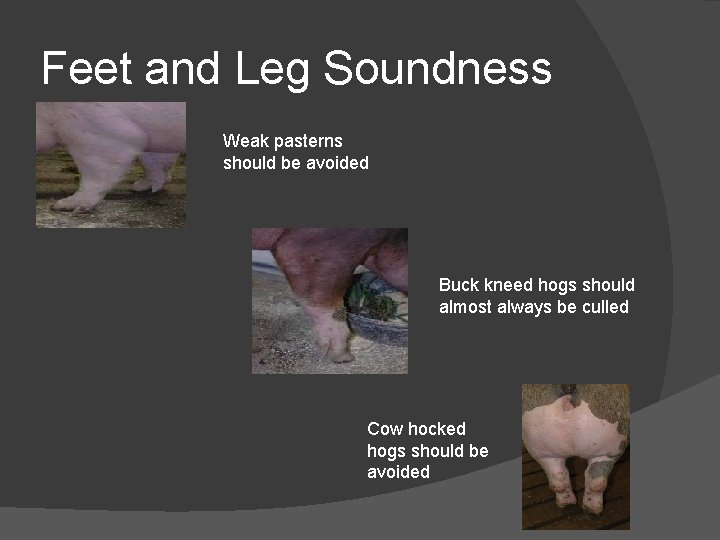 Feet and Leg Soundness Weak pasterns should be avoided Buck kneed hogs should almost