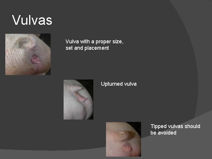 Vulvas Vulva with a proper size, set and placement Upturned vulva Tipped vulvas should