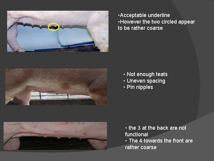  • Acceptable underline • However the two circled appear to be rather coarse