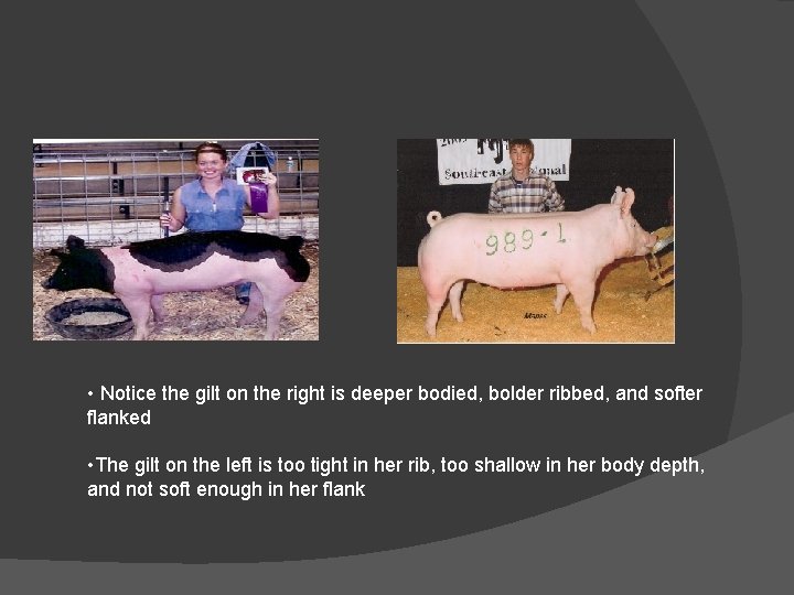  • Notice the gilt on the right is deeper bodied, bolder ribbed, and