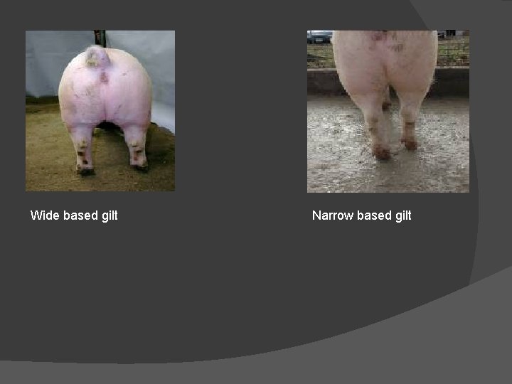 Wide based gilt Narrow based gilt 