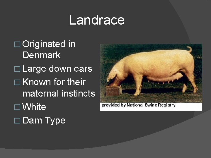 Landrace � Originated in Denmark � Large down ears � Known for their maternal