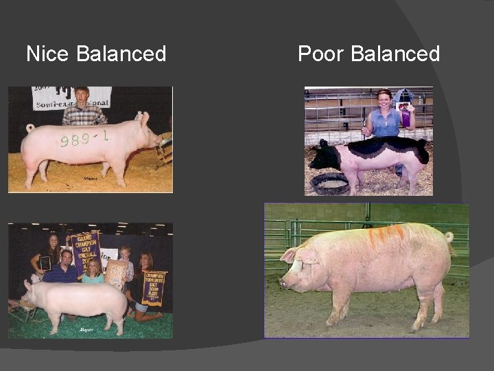 Nice Balanced Poor Balanced 