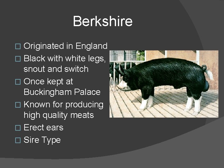 Berkshire Originated in England � Black with white legs, snout and switch � Once